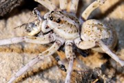 Wolf Spider (zd) (Lycosidae sp)